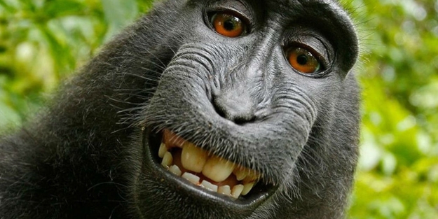 'Selfie yıldızı' maymunun fotoğrafları mahkemelik oldu