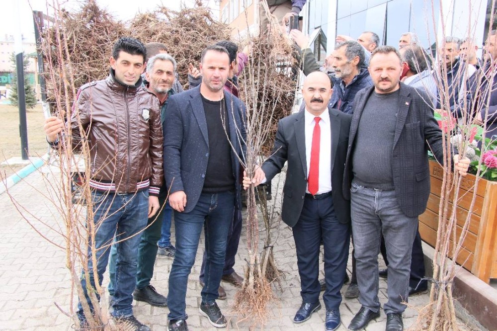 Selim Belediyesi’nden her eve bir meyve ağacı 