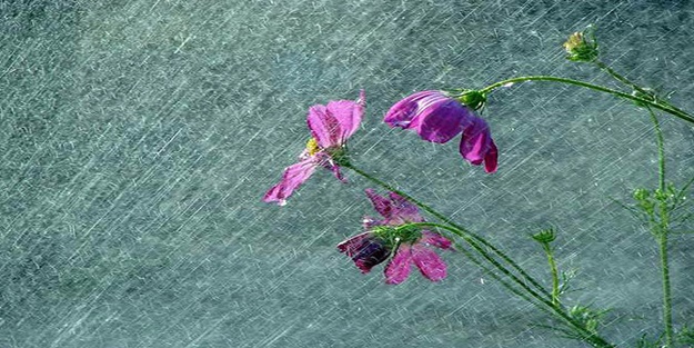 Semadan inen şifa: Nisan yağmuru