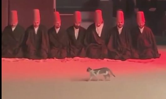 Semazen gösterisinde şaşırtan an! Secde eden semazenleri görünce kedi korkudan kaçtı