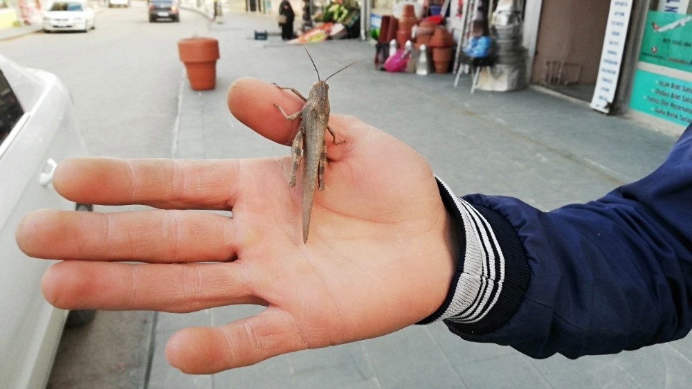 Şemdinli’de çekirge görülmesi şaşırttı 