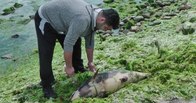 Semizkum'da yunus karaya vurdu