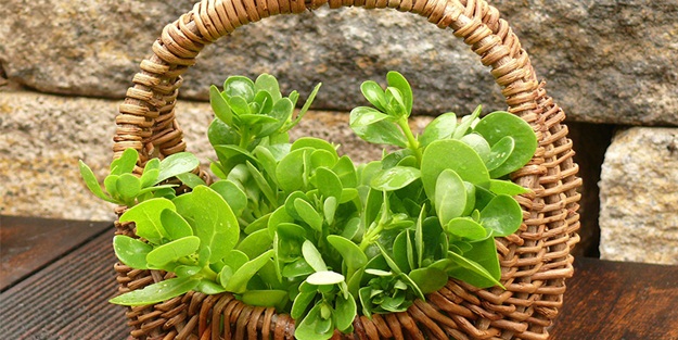 Semizotu konservesi nasıl yapılır?