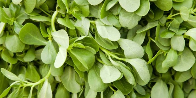 Semizotu nelere iyi gelir? Semizotunun inanılmaz faydaları