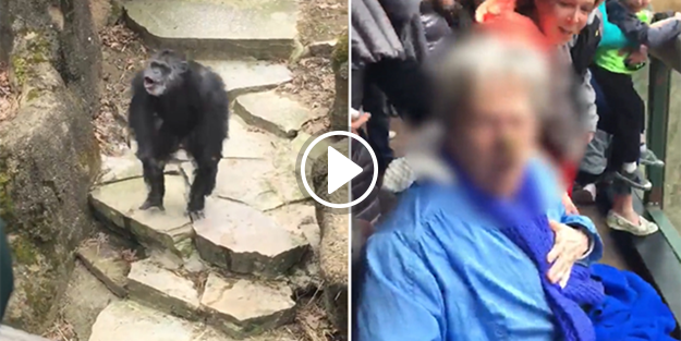 Şempanzeden büyükanneye beklenmedik sürpriz