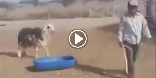 Sen misin koçu döven!