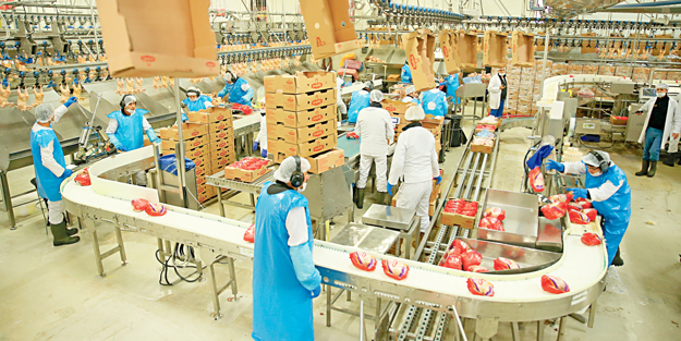 Şen Piliç dünyaya beyaz eti sevdirdi