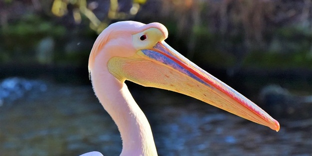 Senegal'de 750 pelikan kuş gribi yüzünden telef oldu