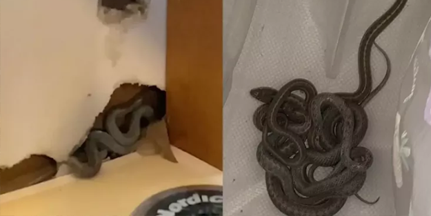 Senelerce biriktirdiği parayla ev aldı, sonrası korkunç! Aslında yılanların evini almış