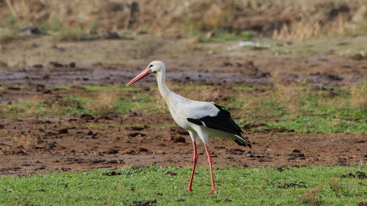 Senelerdir bu gelenek yaşatılıyor! Yılın ilk leyleğini görene bir çuval un