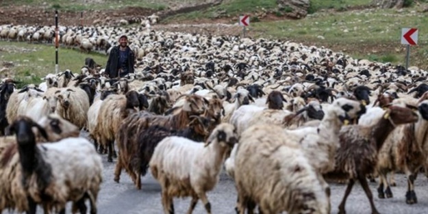 Senenin 5 ayını yaylada geçiriyorlar