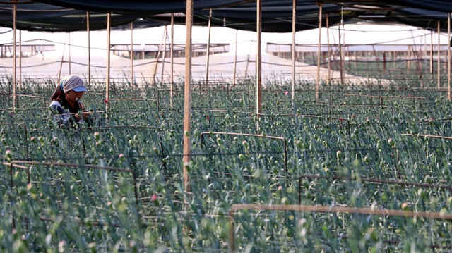 Sera üretiminin payı yükseliyor