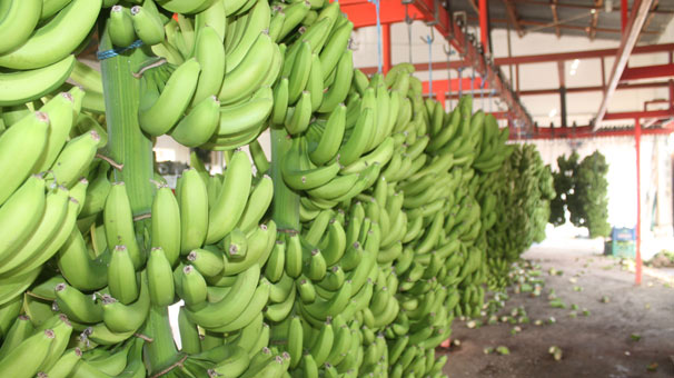 Serada muz bitti fiyatlar pahalandı