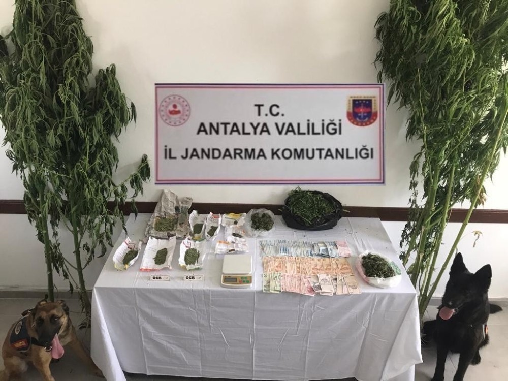 Serada uyuşturucu üretimine jandarma baskını 