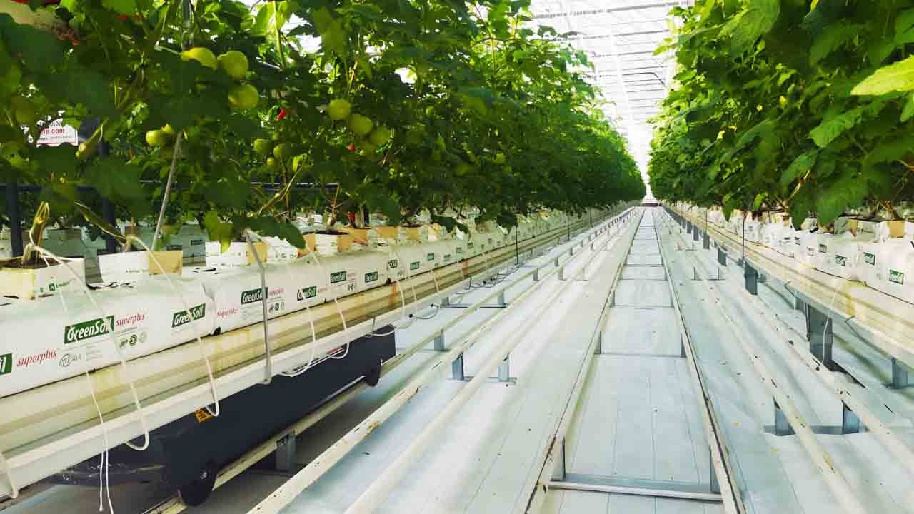 Seralar, yağmur hasadı ile su kaynaklarında tasarruf sağlıyor