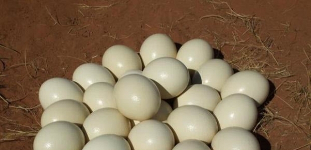 Seralara deve kuşu yumurtası yetişmiyor