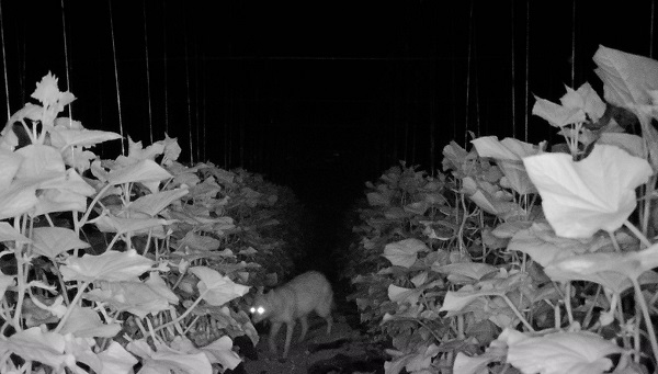 Seralara saldıran bulundu!