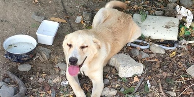 Serbest kalınca bıçakladığı köpeği bu sefer öldürmüştü! O caniden şoke eden cevap