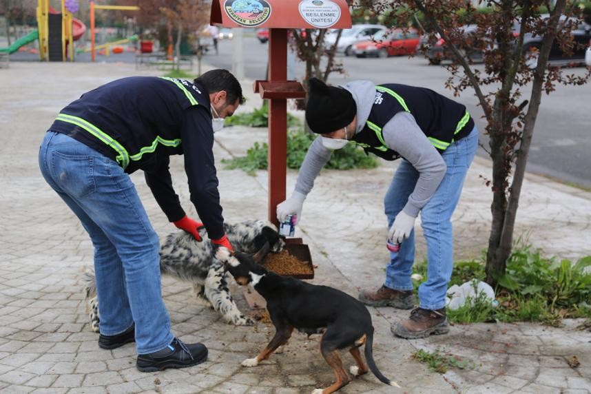 Serdivan Belediyesi sokak hayvanlarını unutmadı 
