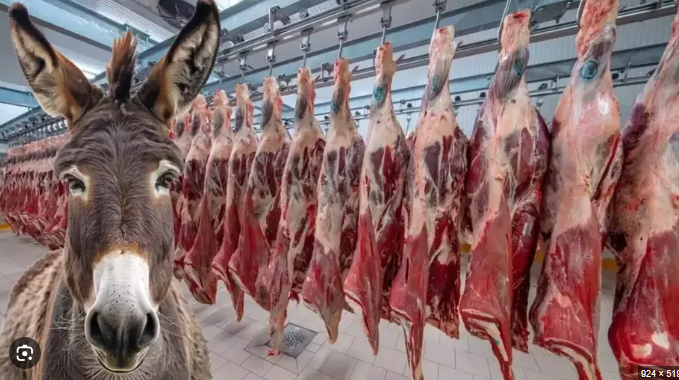 Şerefsizler! Dana eti yerine bize eşek eti yedirmişler