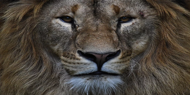 'Serengeti'nin Kralı' genç aslanlar tarafından öldürüldü