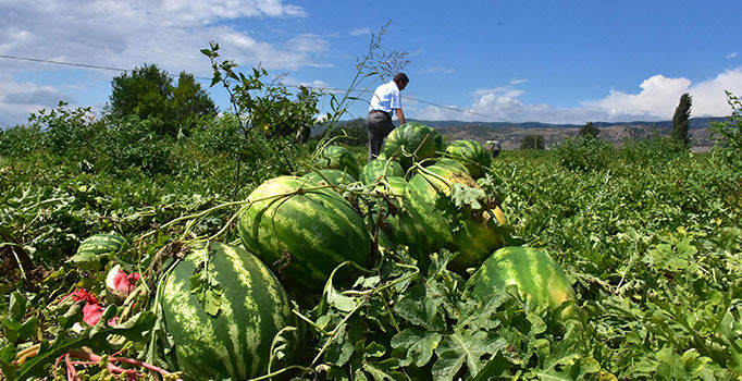 Serin hava karpuz fiyatlarını etkiledi