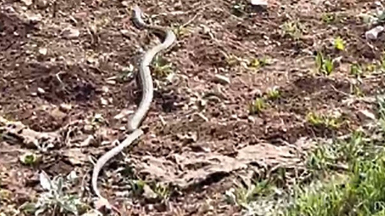 Serinlemek isterken yılanla karşılaştı!