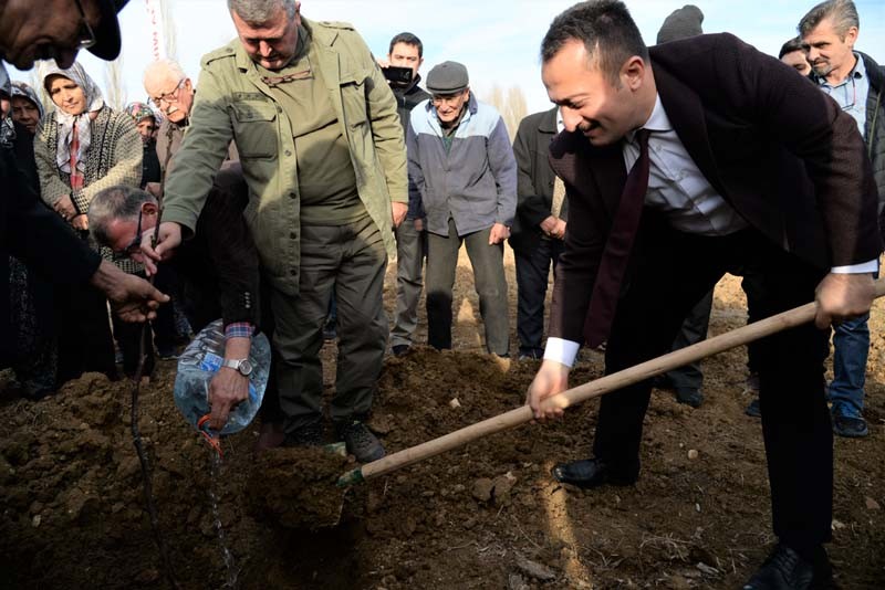 Sertifikalı ceviz fidanları toprakla buluştu 