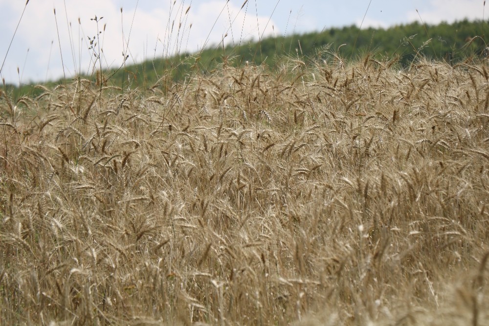 Sertifikalı tohum üretimi 8 kat artış ile 1 milyon 134 bin tona ulaştı 
