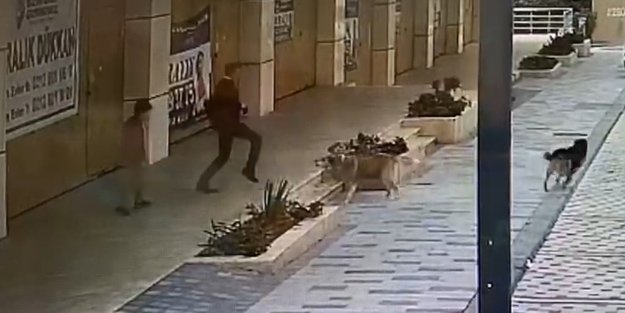 8 yaşındaki çocuk dehşeti yaşadı! Sokak köpeklerinin saldırı anı kamerada