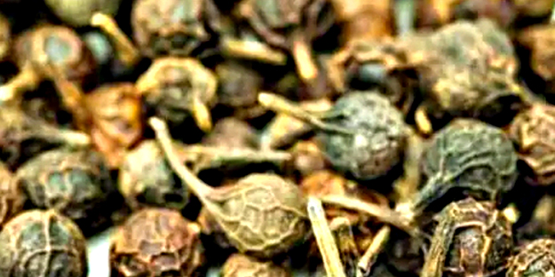 Ses kısıklığına ve ağız kokusuna çare kebabe otu: Doğanın gizli hazinesi etkili olacak! Böyle geçiriyor