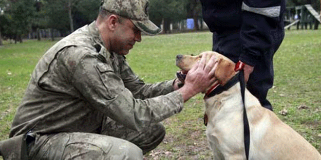 Sessiz kahramanlar! TSK’nın arama köpekleri 78 kişiyi kurtardı
