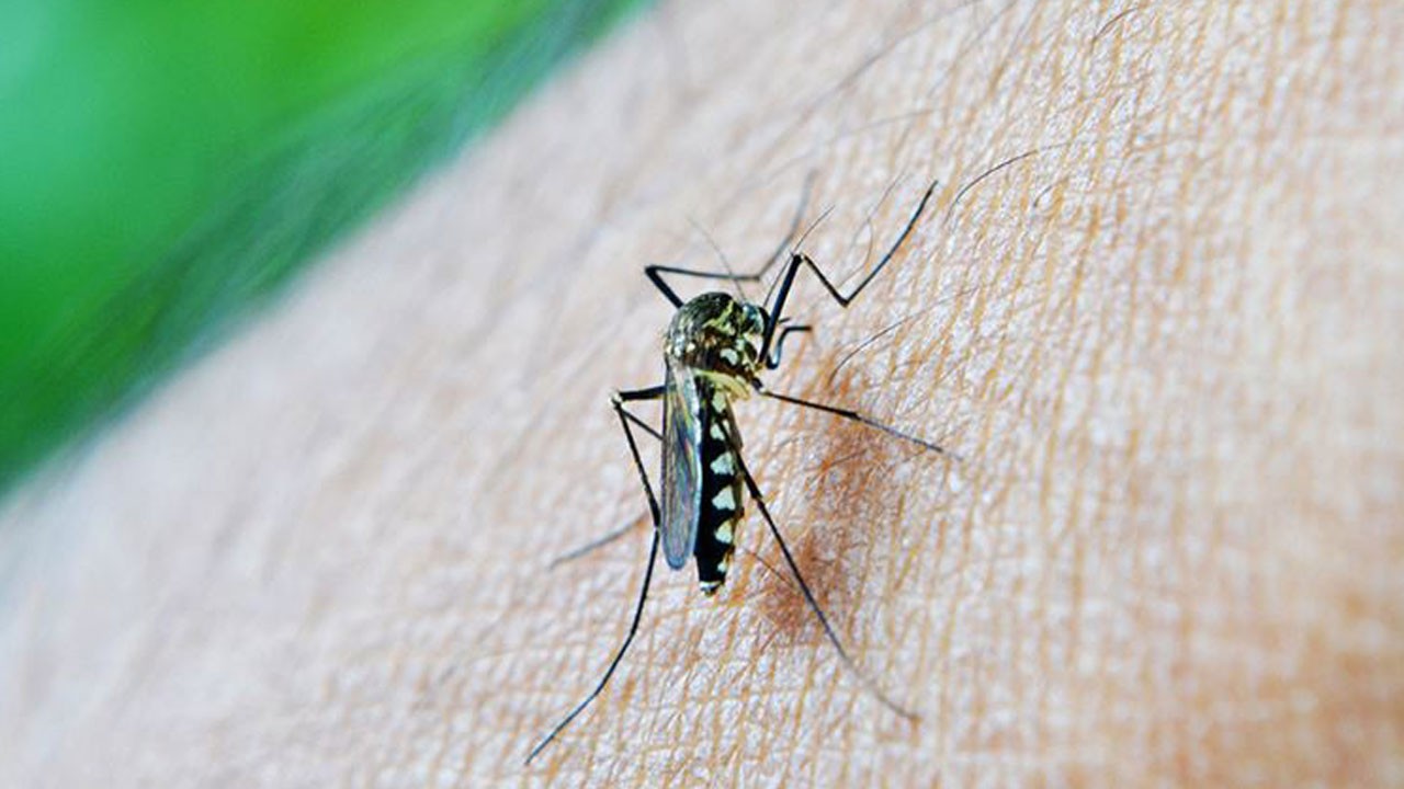 Sessiz tehlike! Öldüren sivrisinek ısırığına dikkat!