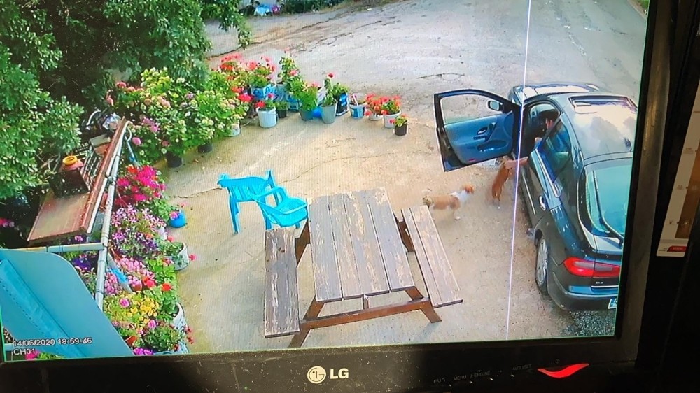 Sevecekmiş gibi yanına çağırdığı sevimli hayvanı böyle çaldı 