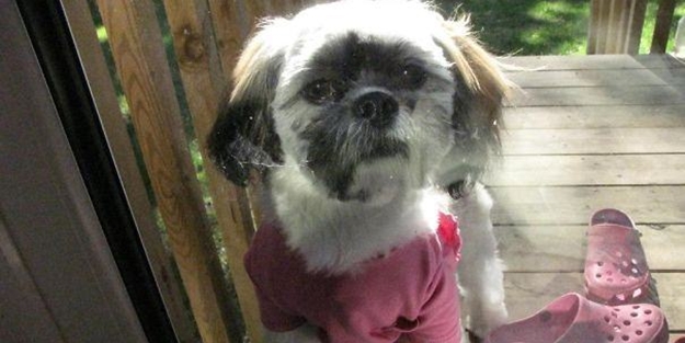 Sevimli hayvanlar kapı dışında kalırsa... - FOTO