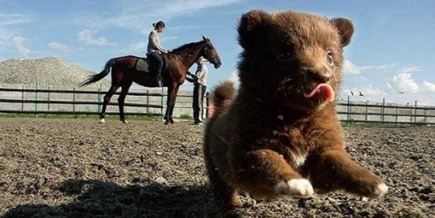 Sevimli hayvanlardan şirin pozlar