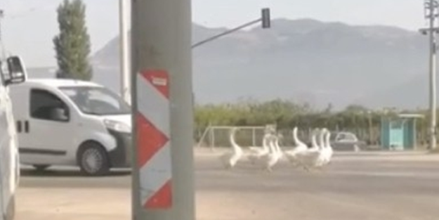 Sevimli kazlar trafiği kilitledi