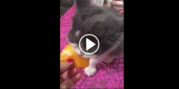 Sevimli kedi öyle bir meyve yedi ki!