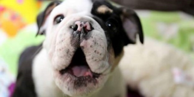 Sevimli köpeğin yürek burkan hikayesi