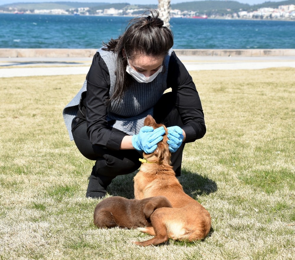 Sevimli köpekler yuva arıyor 