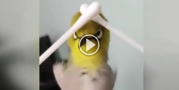 Sevimli kuşun masaj keyfi böyle görüntülendi