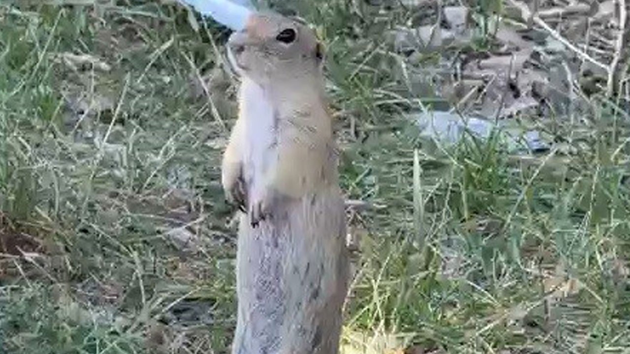 Sevimli misafir! Anadolu yer sincabı kameralara böyle yansıdı