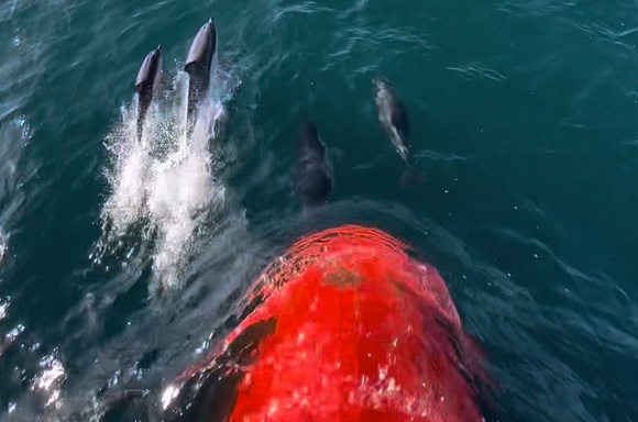 Sevimli yunuslar vapurla böyle yarıştı