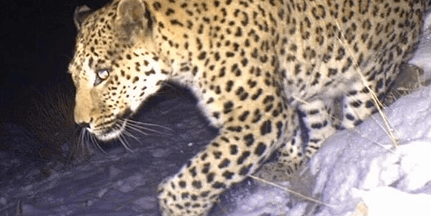 Sevindirici haber! Türkiye'de tekrar leopar görüldü!