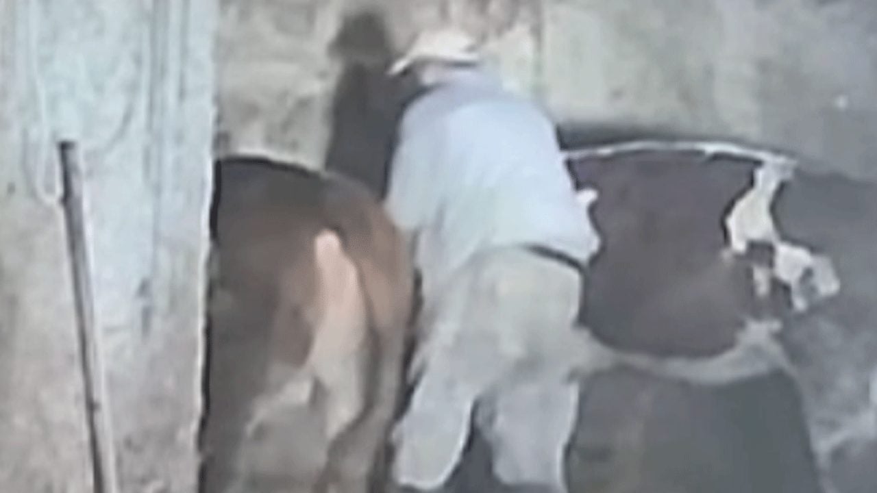 Sevmek istediği inek sonu oluyordu! O anlar kameraya yansıdı!