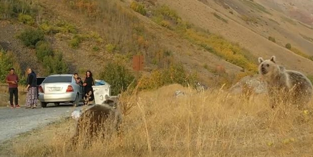 Sevmeye giden vatandaşlara uyarı: Çok tehlikeli, sakın yaklaşmayın!