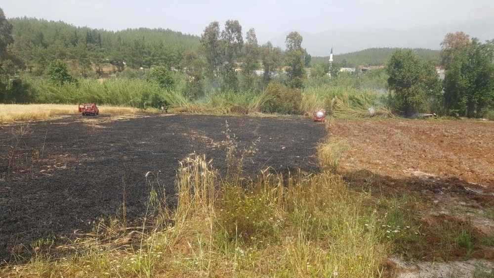Seydikemer’de 4 dönüm buğday yandı 