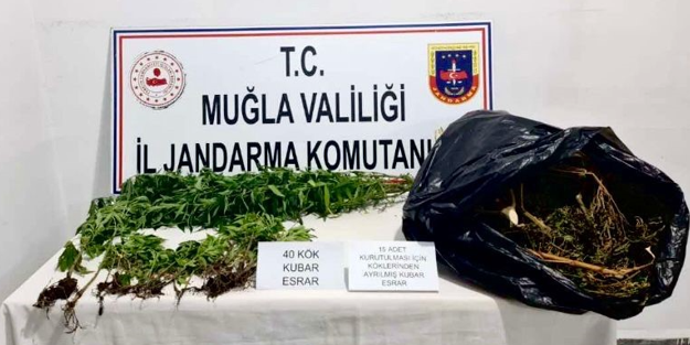 Seydikemer'de uyuşturucu madde ve kenevir ele geçirildi