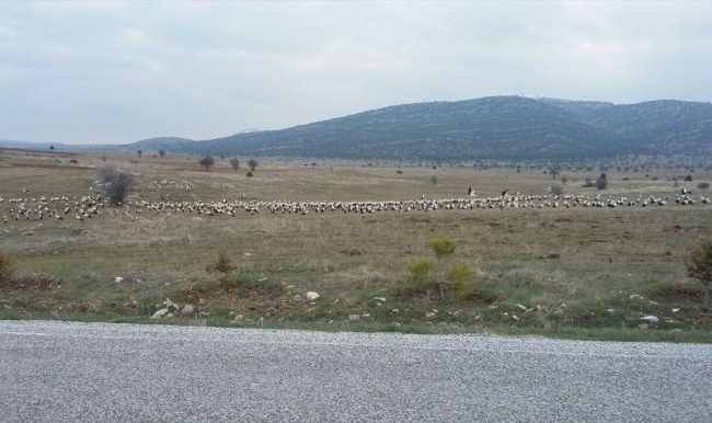 Seydişehir'e yılın ilk leylek sürüsü geldi