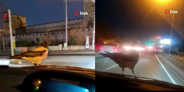 Seyir halindeki otomobilin üzerinde ceviz keyfi! Karganın gülümseten anları böyle kaydedildi